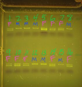Chicken gender DNA analysis.
