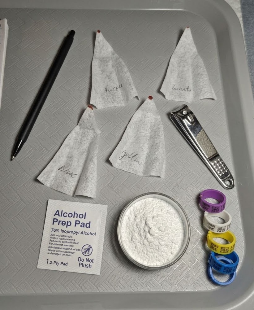 Tools to collect blood samlples.