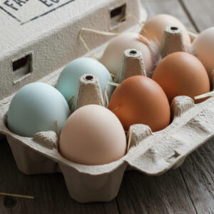 Chicken blue egg DNA testing