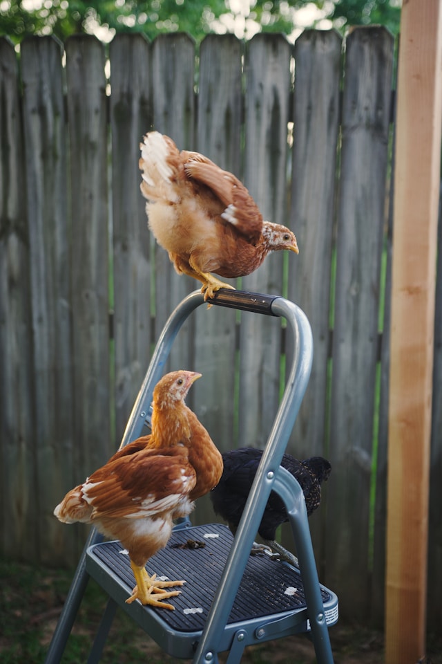 Adding a new chick to a flock without drama.